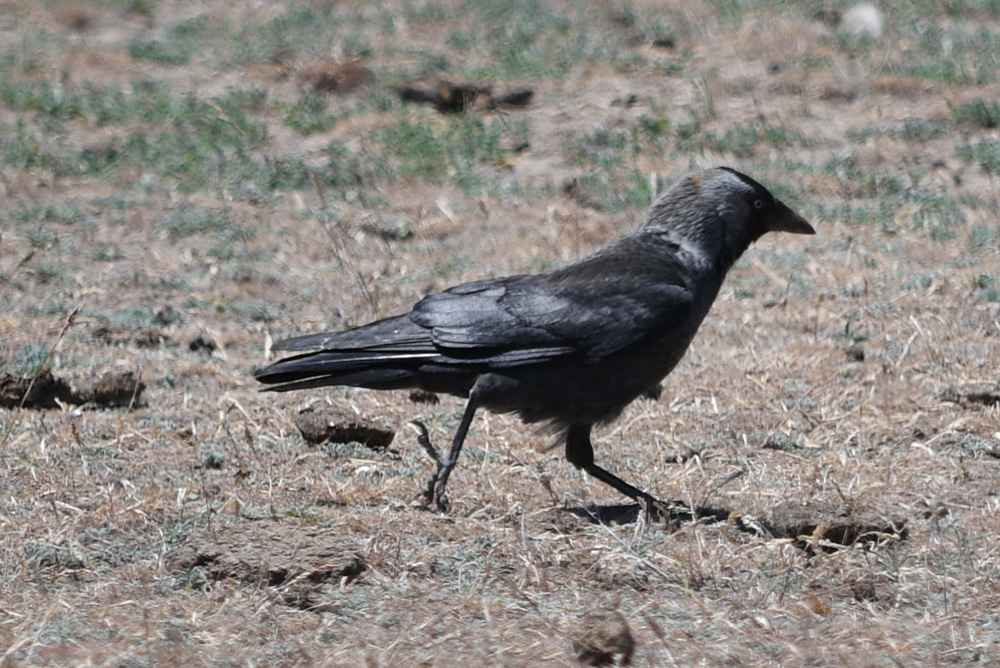 Eurasian Jackdaw